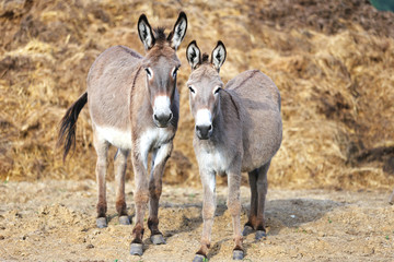Beautiful healthy young donkey head shot closeup
