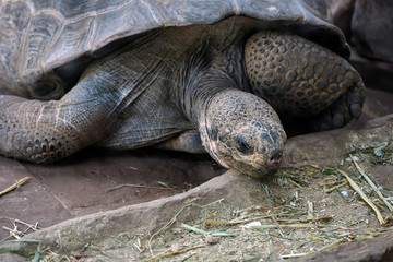 Galapagos Giant Tortoise (Chelonoidis nigra) in the Bioparc Fuengirola