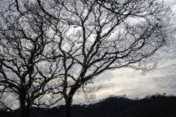 Impressionistic Style Artwork of Dark Ominous Silhouetted Tree on a Cold Overcast Morning
