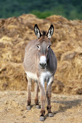 Beautiful healthy young donkey head shot closeup