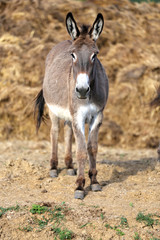 Beautiful healthy young donkey head shot closeup