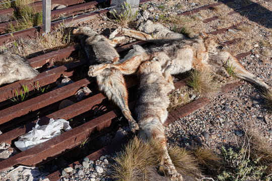 Numerous Pampas-fox killed on the fence of a rural property on route 3, Argentina