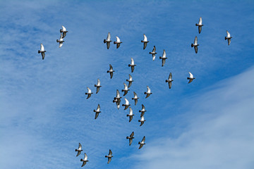 vögel am himmel