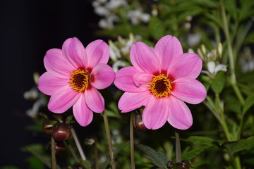 Fleurs au soleil et de nuit