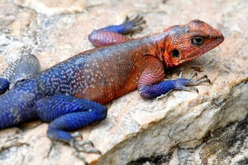 the body of agama lizard in brilliant breeding colors