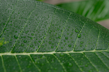 Water splash on green leaf