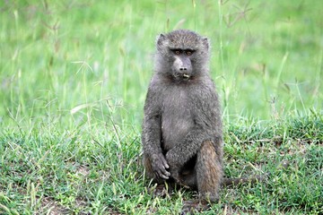 baboon sitting in the grass