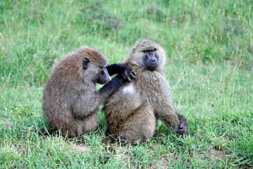 mother and baby baboon