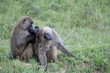 baboons grooming each other