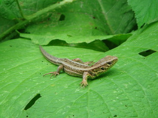 Lacerta agilis on leaf