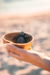 Female hands holding a coconut bowl with a small turtle