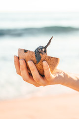 Female hands holding a coconut bowl with a small turtle