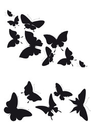 butterfly501