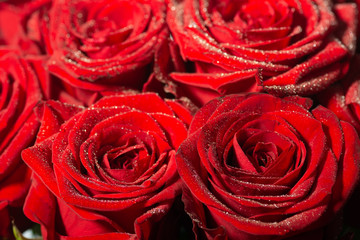 A bouquet of beautiful burgundy roses close-up. Macro