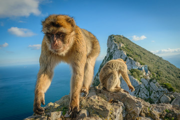 Macaques on the rock of Gibraltar - obrazy, fototapety, plakaty