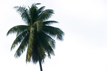 Fototapeta na wymiar Top of coconut tree isolated on white background.