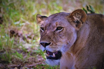 head of a lioness close up