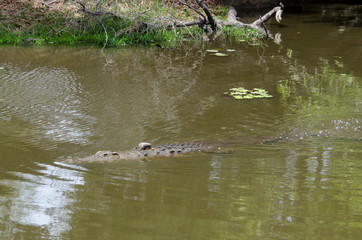 Crocodile du Nil , avec balise , Crocodylus niloticus, Afrique du Sud