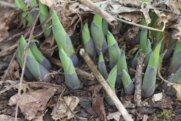 Sprießendes Grün