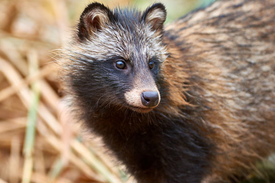 Raccoon Dog (Nyctereutes procyonoides) in Kazakhstan. Cute wild animals in natural environmen. Atyrau Region. Kazakhstan. 