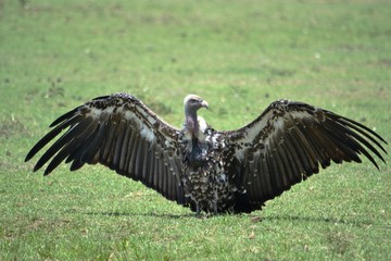 white backed vulture drying himself