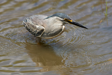 Héron strié,.Butorides striata, Striated Heron