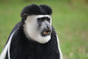 colobus monkey with mouth open
