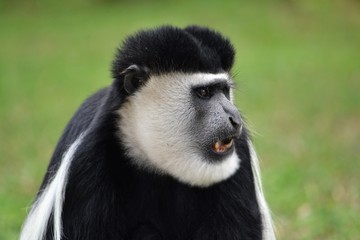 side view of a colobus monkey