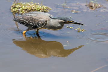 Héron strié,.Butorides striata, Striated Heron