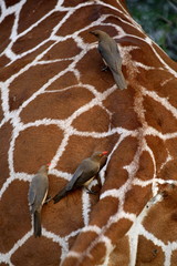 Obraz premium oxpeckers on the tail of a giraffe