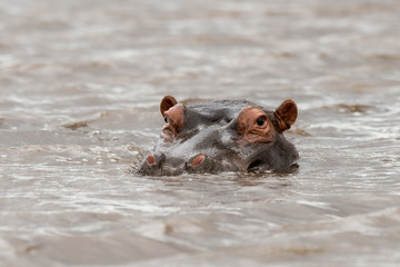 Fototapeta premium Hippopotame, Hippopotamus amphibius, Afrique du Sud
