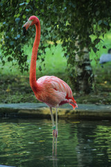 Flamant rose, ménagerie du jardin des plantes, paris