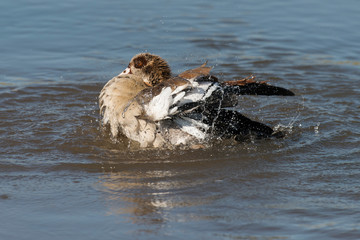 Ouette d'Égypte,.Alopochen aegyptiaca, Egyptian Goose, Parc national Kruger, Afrique du Sud