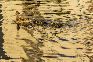 Duck and six ducklings swimming in the city lake. Site about wild ducks, parks, birds, urban environment.