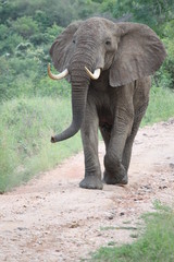 A bull elephant walks down a bush road blocking it.