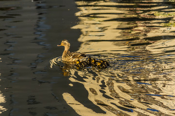 Duck and six ducklings swimming in the city lake. Close up. Site about wild ducks, parks, birds, urban environment.