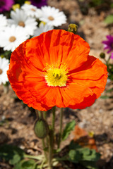 A red poppy blooming in a park.