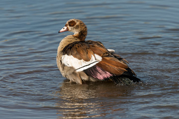 Ouette d'Égypte,.Alopochen aegyptiaca, Egyptian Goose, Parc national Kruger, Afrique du Sud