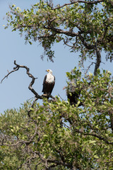 Pygargue vocifère,.Haliaeetus vocifer , African Fish Eagle, Parc national Kruger, Afrique du Sud