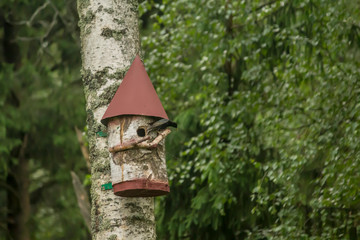 A starling (Sturnus vulgaris) with a yellow beak sits near a birdhouse. Site about birds, nature, parks, urban environment, animal care.