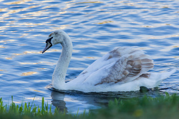 A swan swims near the shore of a city lake. Site about birds, nature, parks, urban environment.