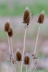 Obraz premium Teasels (Dipsacus)