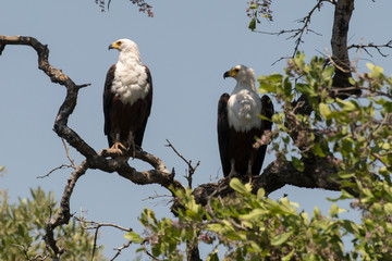 Pygargue vocifère,.Haliaeetus vocifer , African Fish Eagle, Parc national Kruger, Afrique du Sud