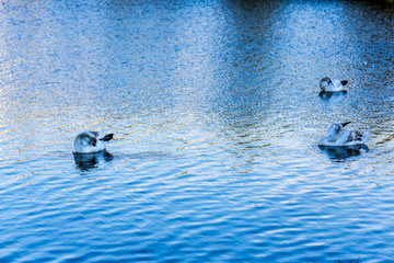 Three swans brush feathers while swimming in a city lake. Site about birds, nature, parks, urban environment, hygiene.