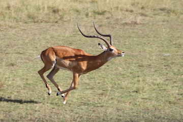 impala running in the bush