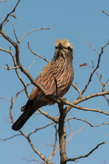 Rollier varié,.Coracias naevius, Purple Roller