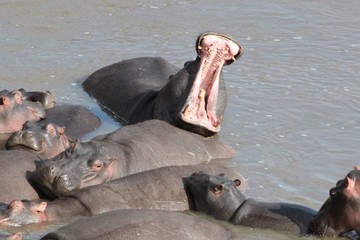 hippopotamus in water with mouth open