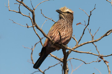 Rollier varié,.Coracias naevius, Purple Roller