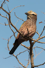 Rollier varié,.Coracias naevius, Purple Roller