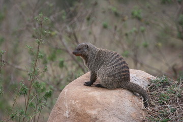 banded mongoose on a rock
